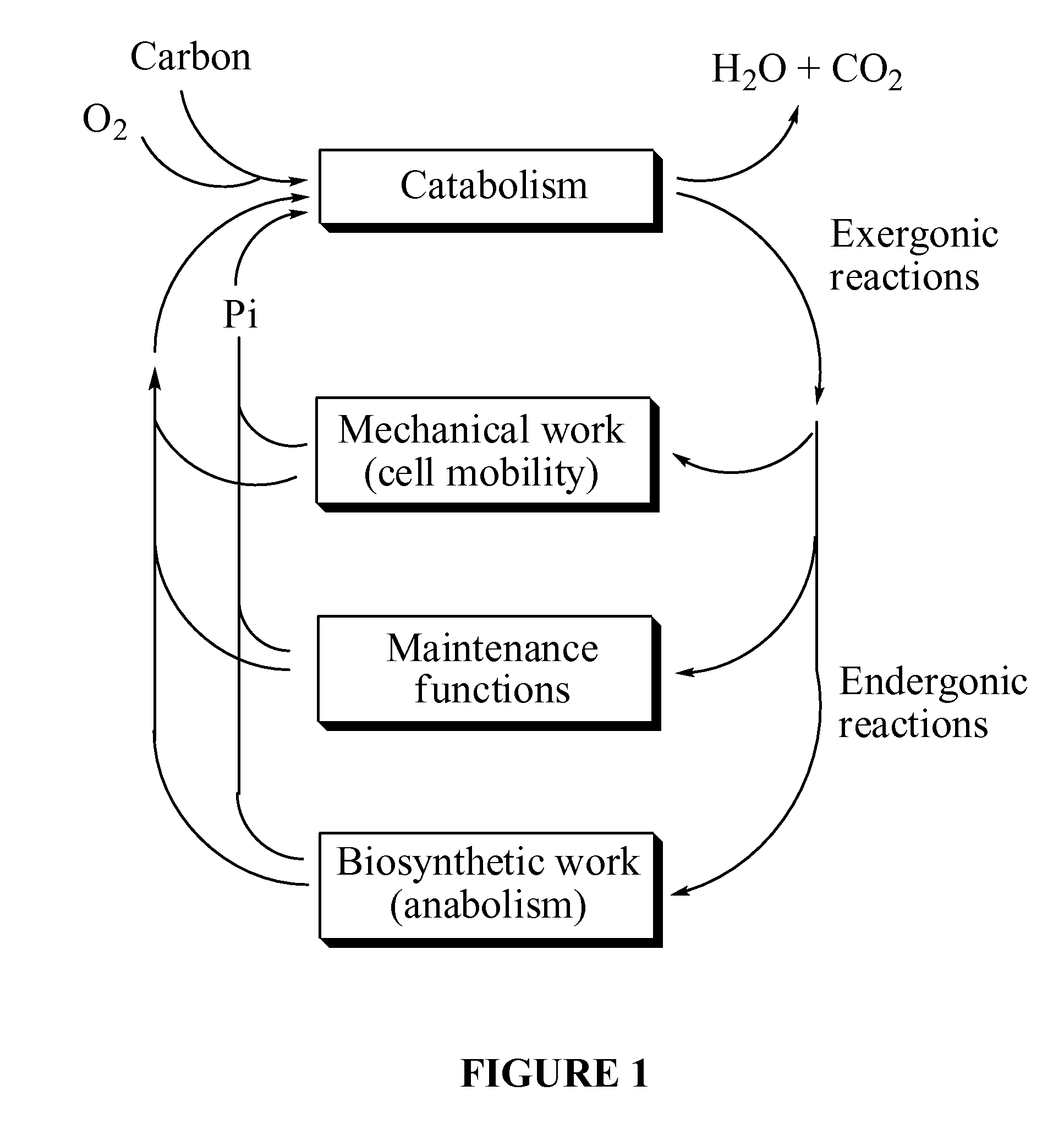 Altering metabolism in biological processes