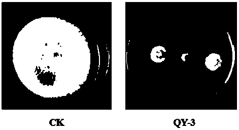 Streptomyces deccanensis QY-3 and application thereof