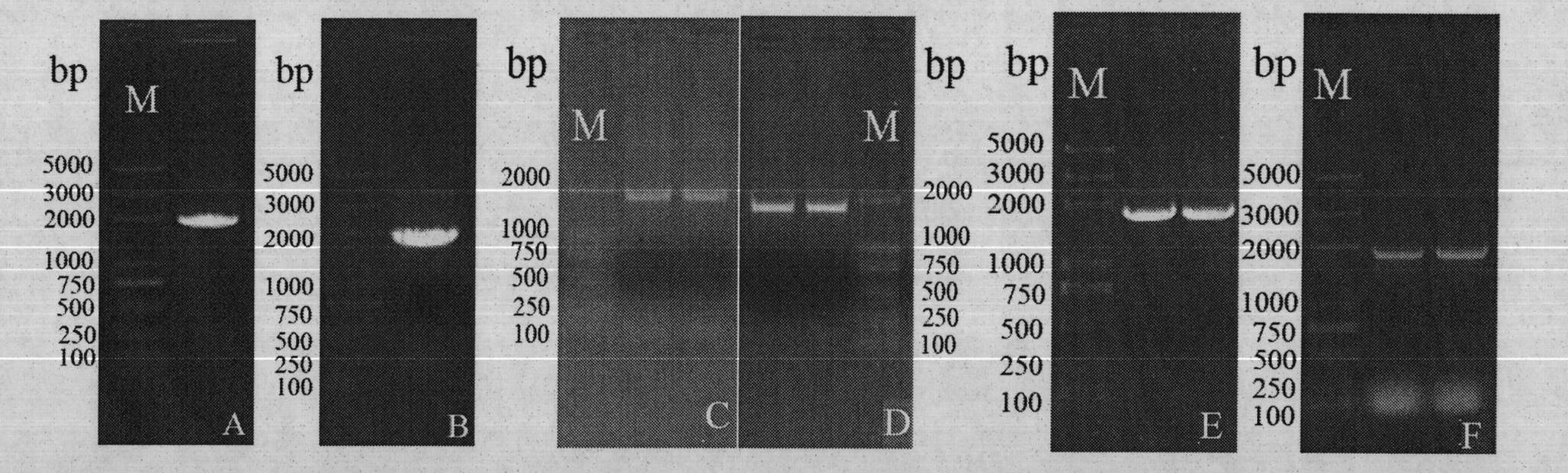 Cabbage-type rape as well as parent species Chinese cabbage and cabbage TT8 gene families and applications thereof