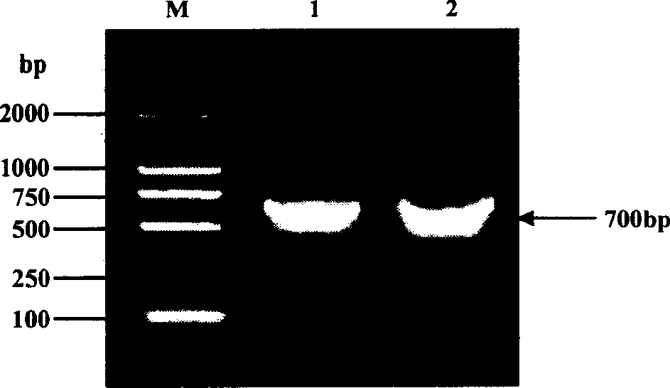 Process for three-dimensional structural information design new pattern pharmaceutical molecule based on antigen-antibody action