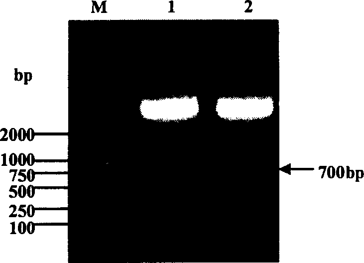 Process for three-dimensional structural information design new pattern pharmaceutical molecule based on antigen-antibody action