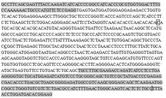 Thyroid Hormone Receptor α Gene as Genetic Marker for Goat Growth Traits and Its Application