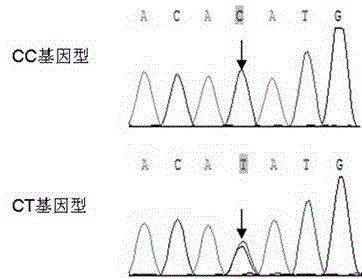 Thyroid Hormone Receptor α Gene as Genetic Marker for Goat Growth Traits and Its Application