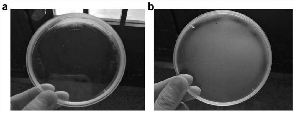 Preparation method and application of bionic high-adhesion long-acting antibacterial antifogging agent