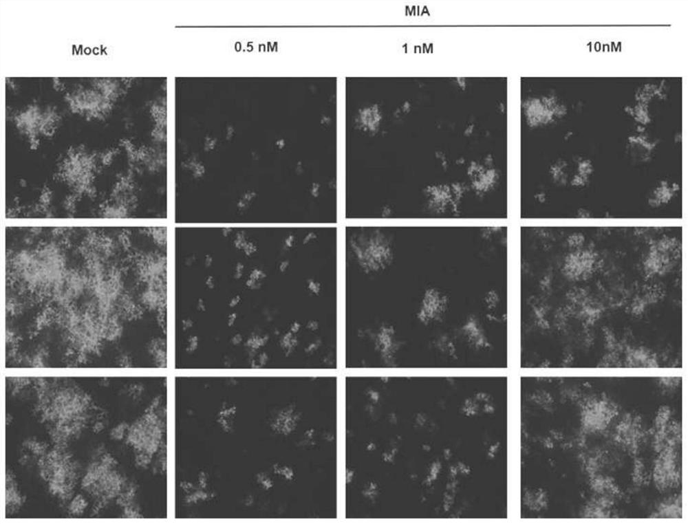 Application of 2-amino-3-methylhexanoic acid in improving quality of tea leaves