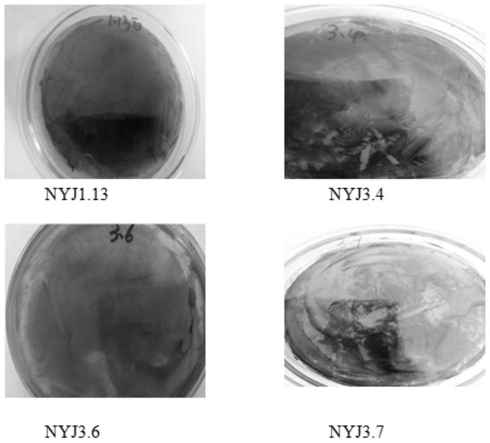 A Strain of Pseudomonas-like Alcaligenes nyj3.6 and Its Application