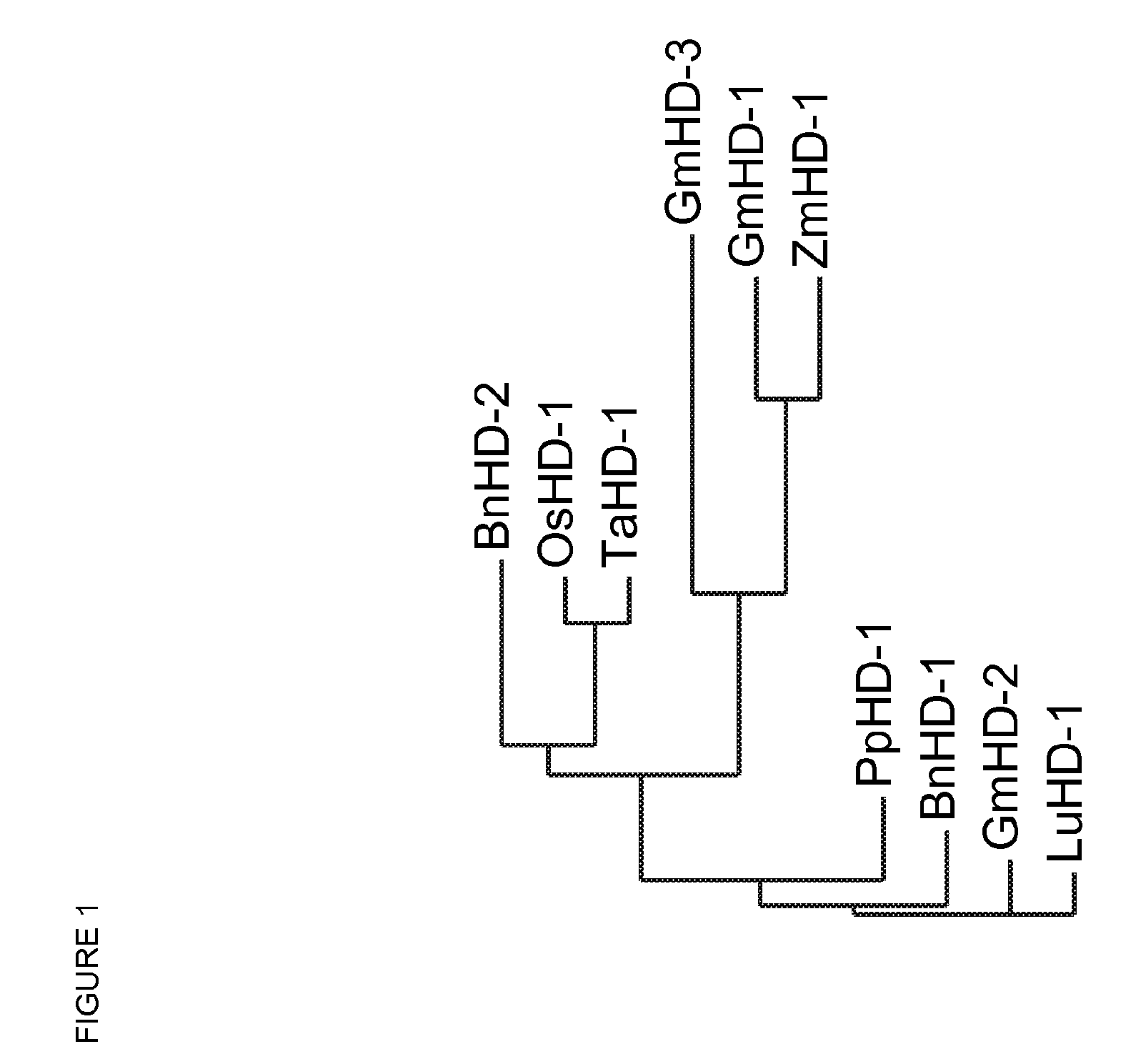 Transgenic Plant with Increased Stress Tolerance and Yield