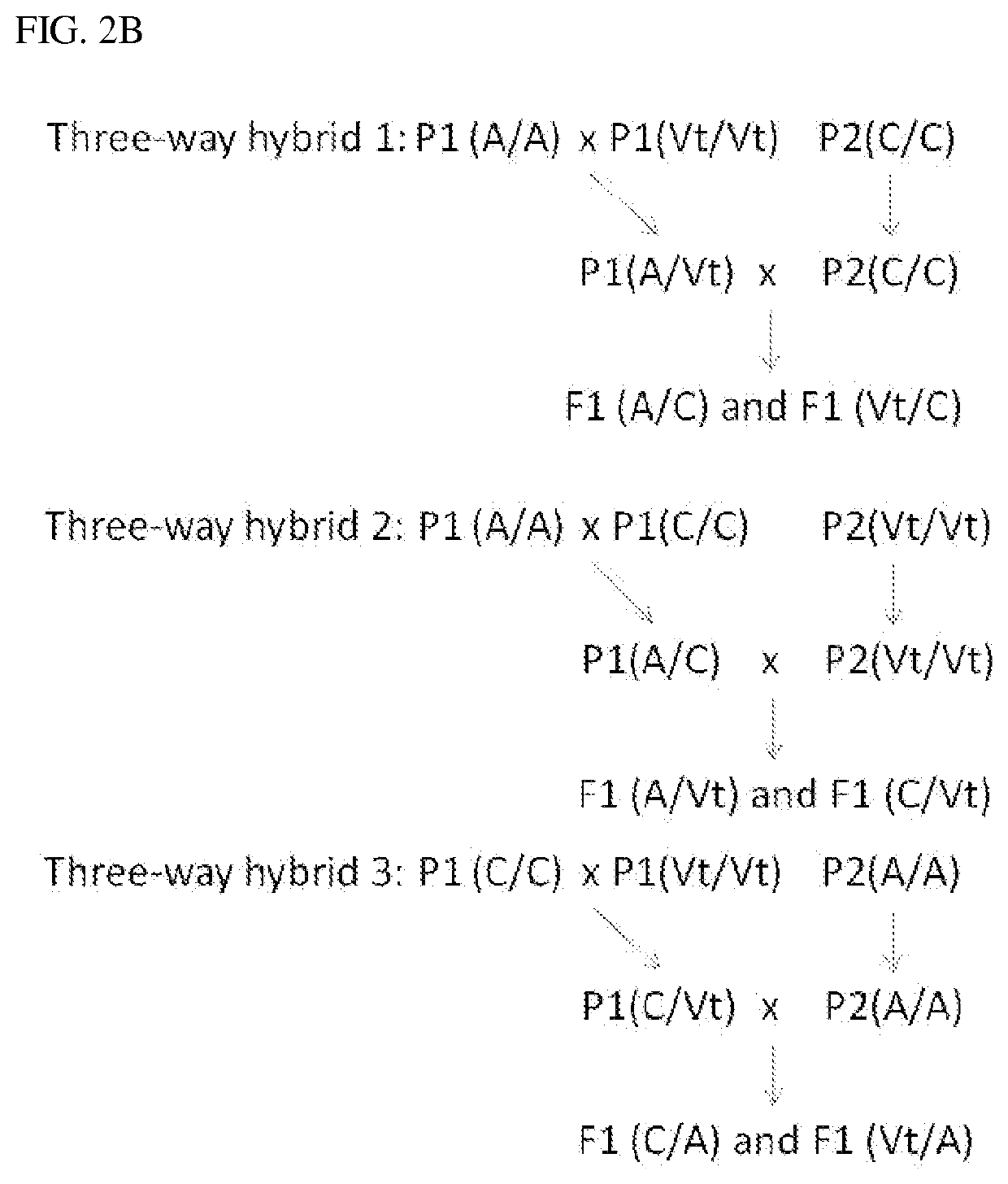 Compositions and methods for peronospora resistance in spinach