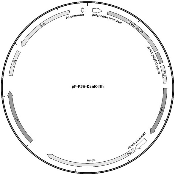 Mycoplasma hyopneumoniae genetic engineering subunit vaccine as well as preparation method and application thereof