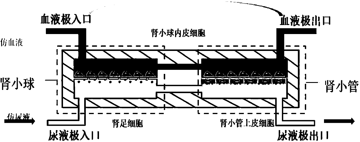 Microfluidic chip and application thereof