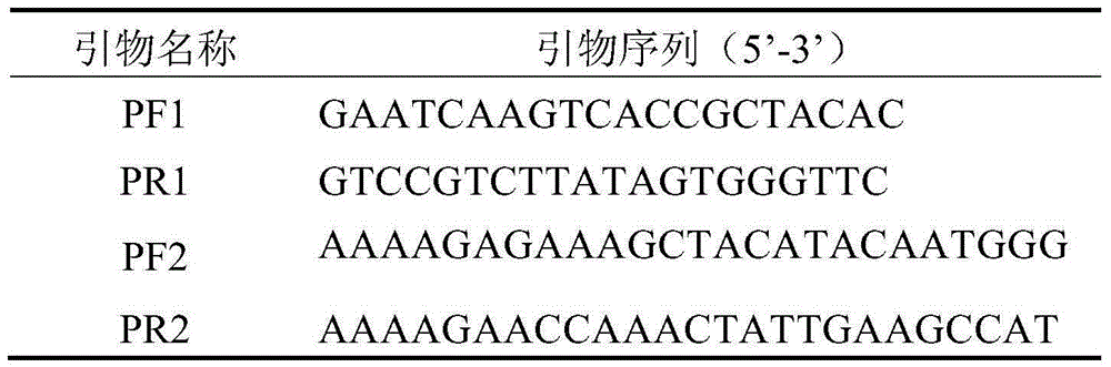 Promoter for regulating and controlling expression of genes in non-secretory type glandular hairs and application of promoter