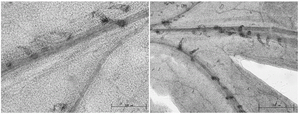 Promoter for regulating and controlling expression of genes in non-secretory type glandular hairs and application of promoter