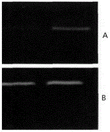 DC-based therapeutic glioma vaccine and preparation method thereof