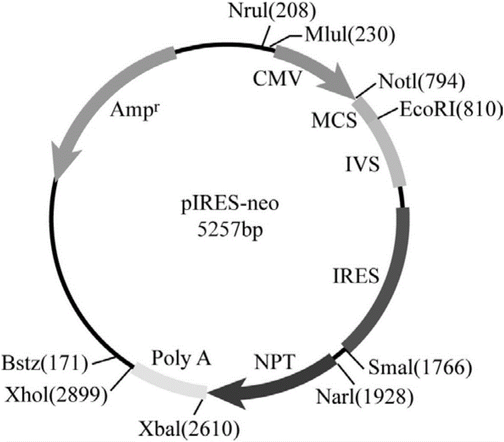 Three-cistron expression vector, preparation method and application