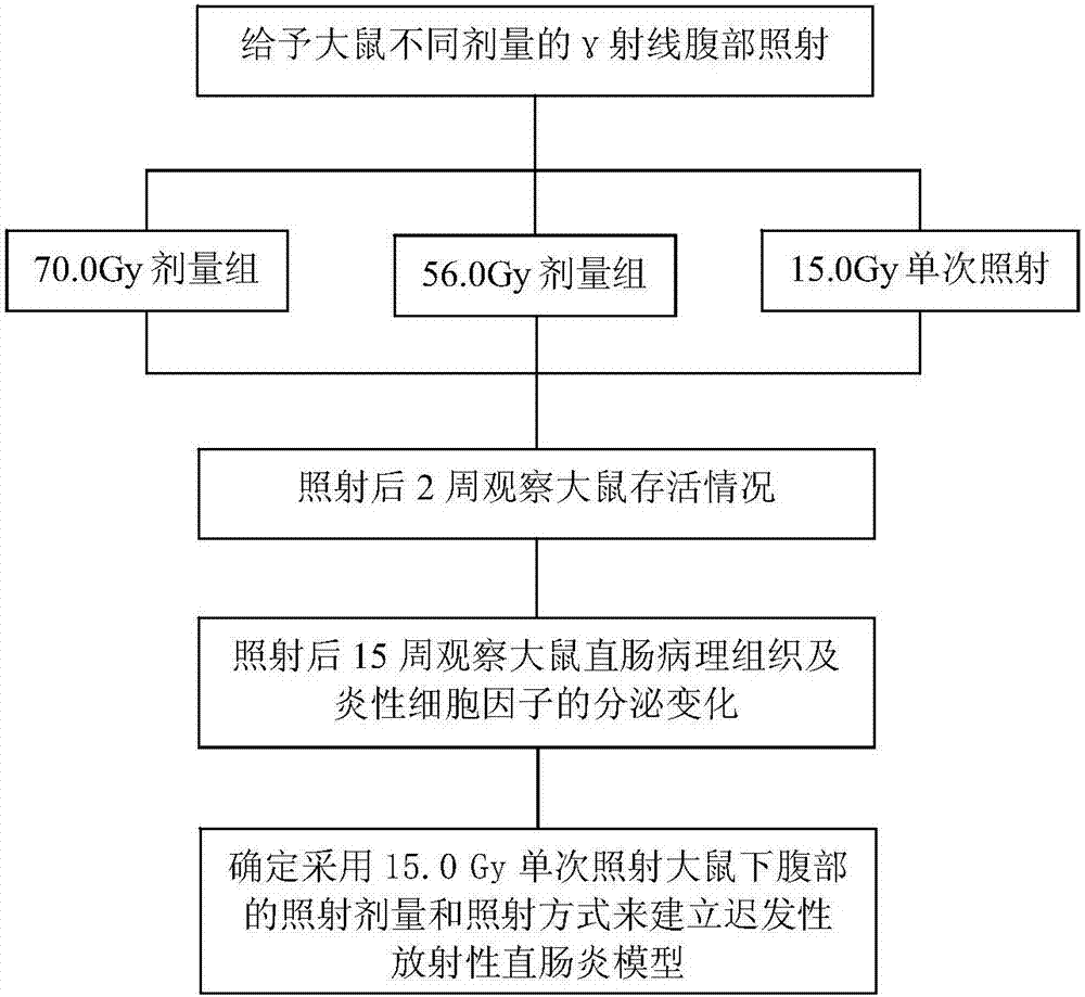 Method for establishing rat delayed radiation proctitis model