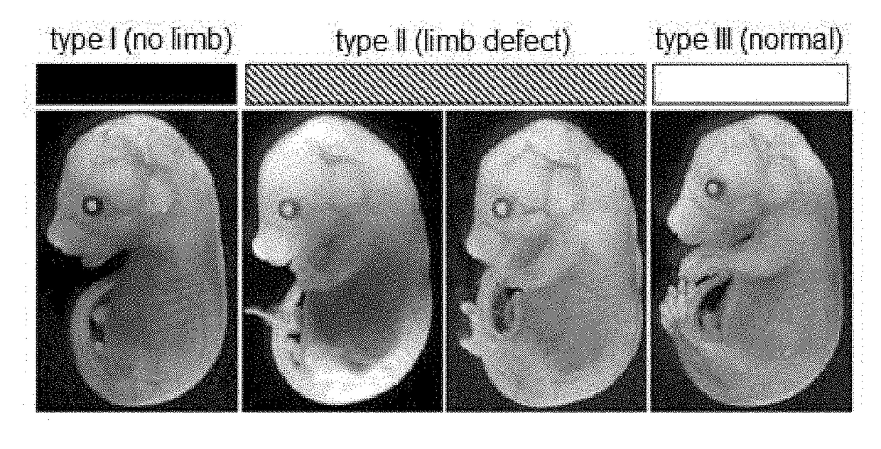 Method for Transferring Cas9 mRNA Into Mammalian Fertilized Egg by Electroporation