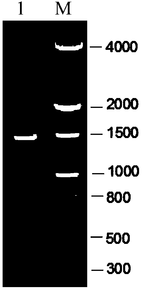 Recombinant human parvovirus B19 protein and application thereof