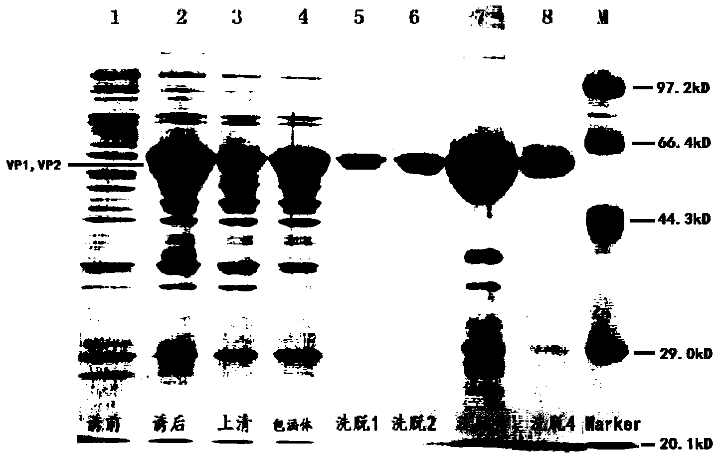 Recombinant human parvovirus B19 protein and application thereof