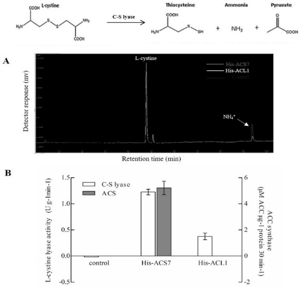 Monoenzyme mutant prepared through replacement of higher plant ACS double-enzyme activity key structural domain and application of monoenzyme mutant