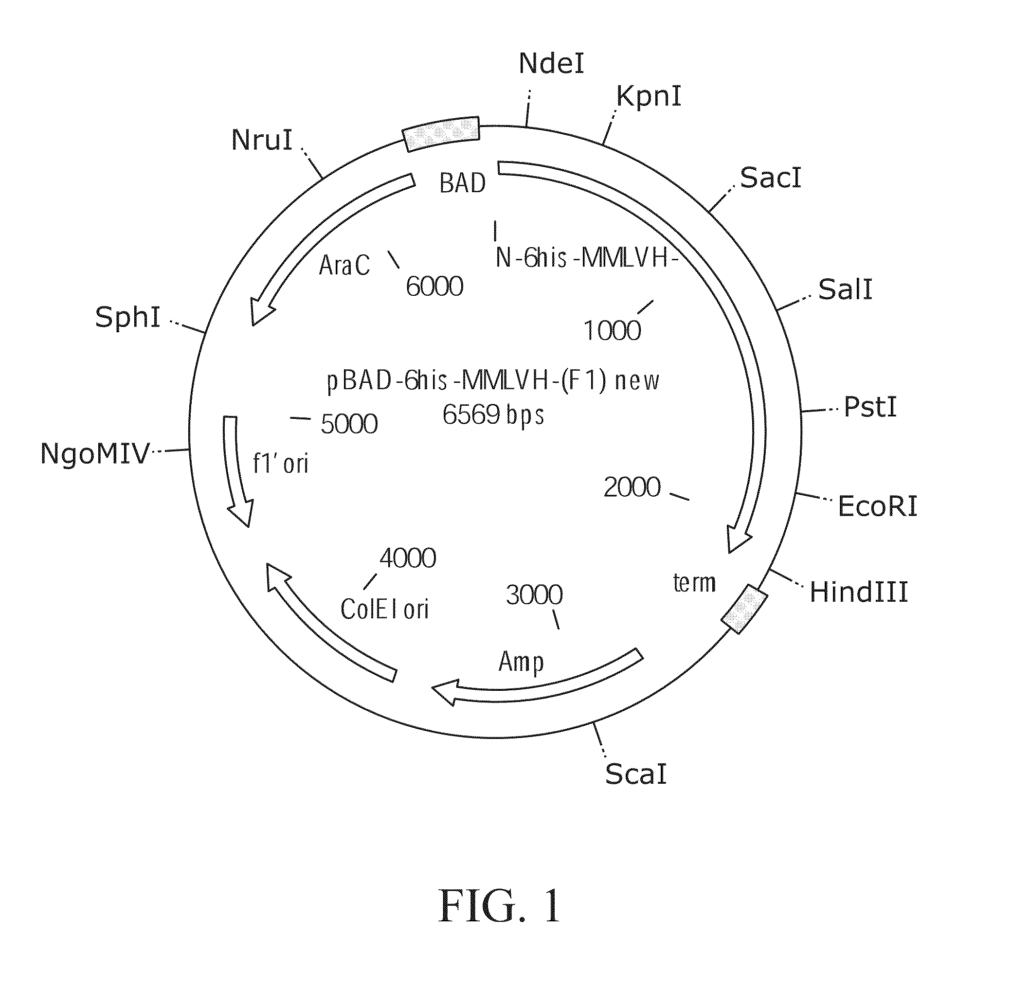 Thermostable reverse transcriptases and uses thereof