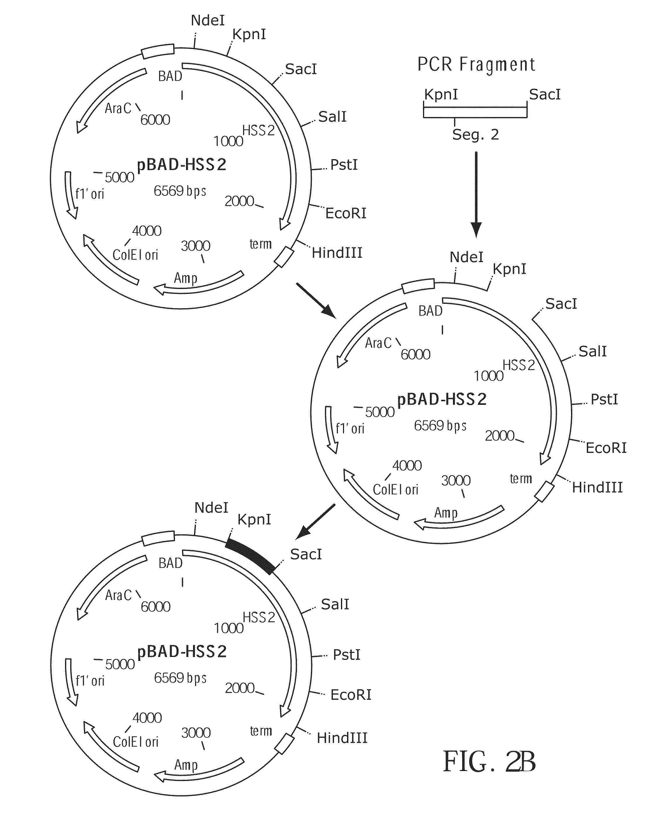 Thermostable reverse transcriptases and uses thereof