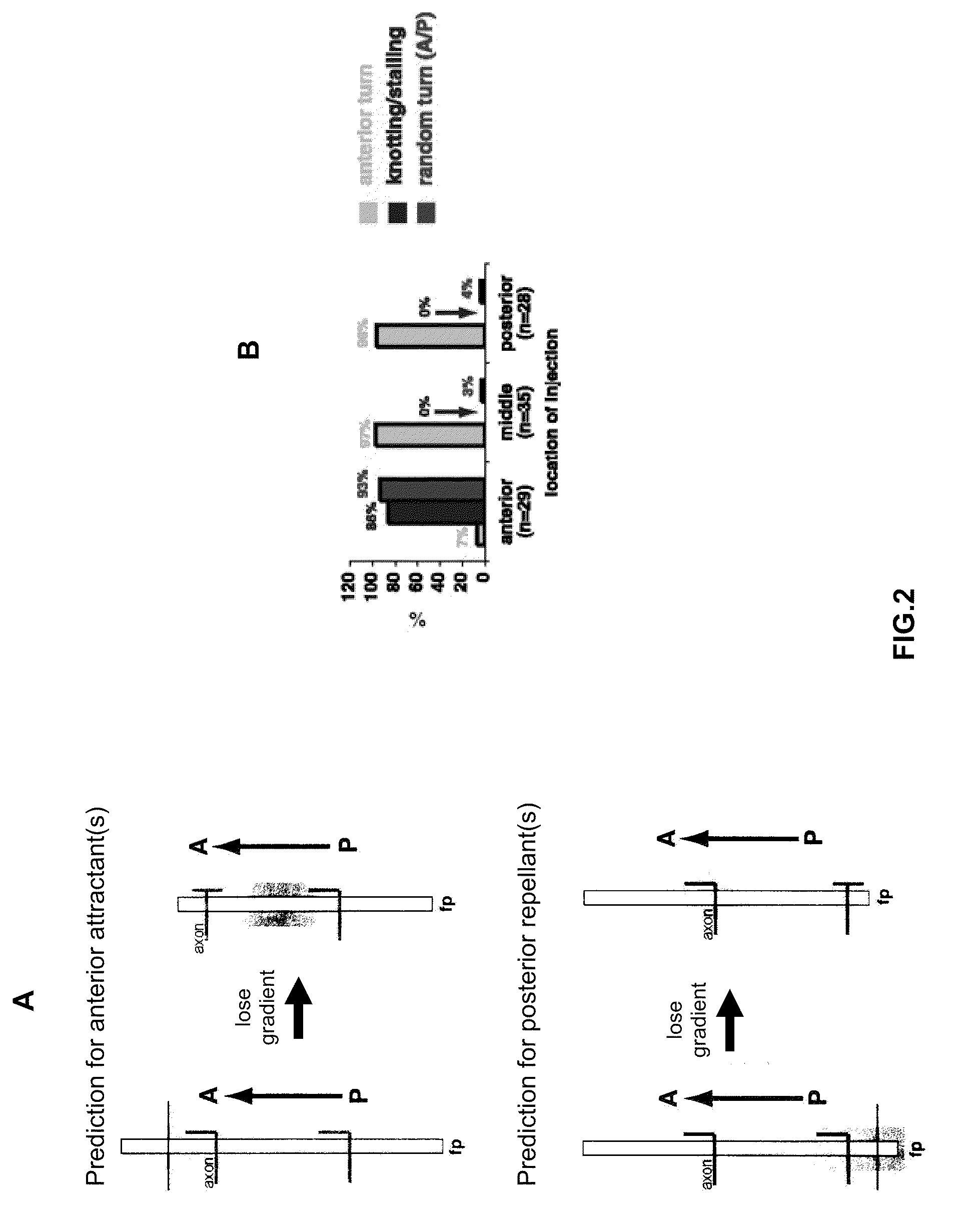 Methods and compositions for nerve regeneration