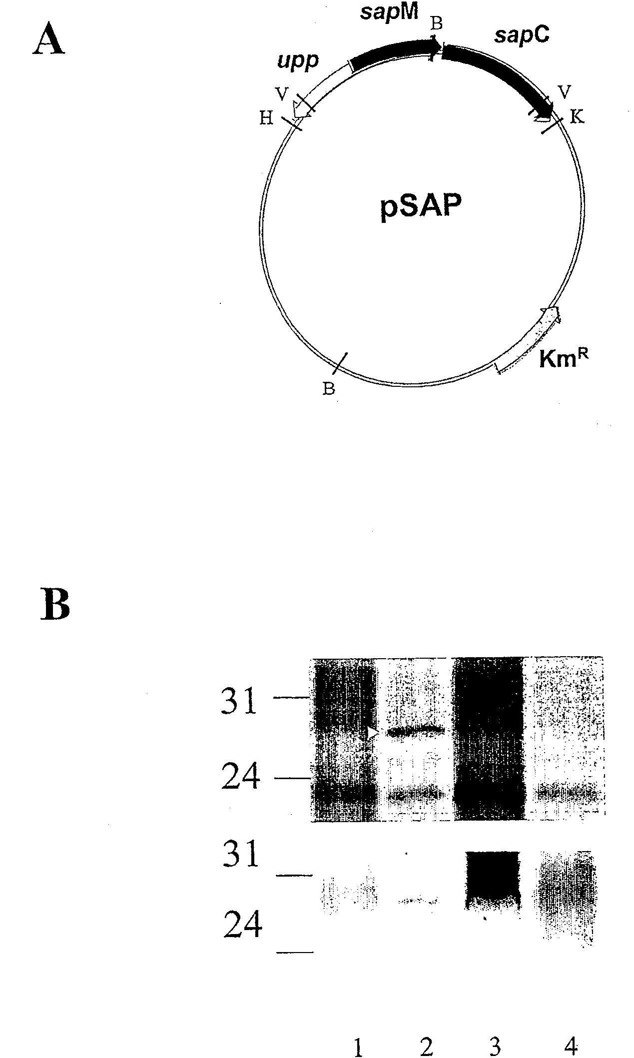 Secreted acid phosphatase (SAPM) is present only in pathogenic mycobacteria and expressed selectively at phagosomal PH