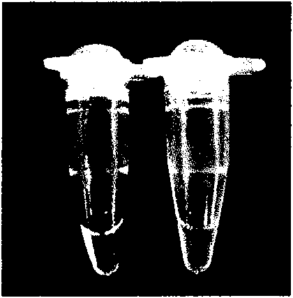 Method for detecting desoxyribonucleic acid anti-counterfeiting maker by utilizing loop-mediated isothermal amplification technology