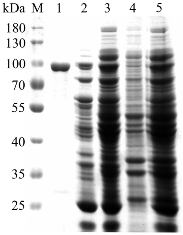 Application of β-glucosidase in converting total flavonoids of Epimedium to prepare baochoside i