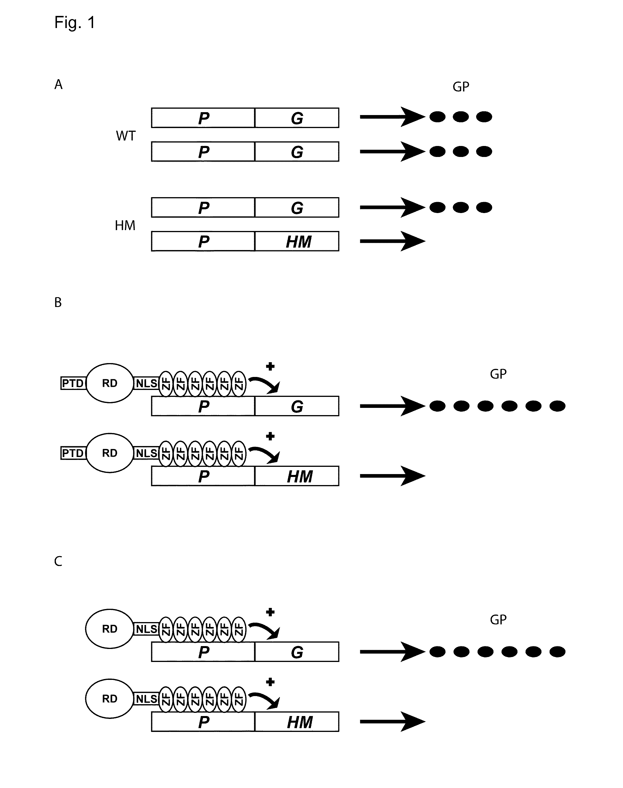 Artificial transcription factors for the treatment of diseases caused by opa1 haploinsufficiency