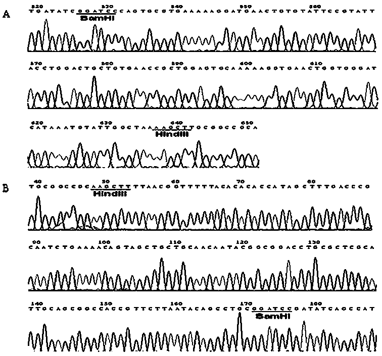 A screening method for analgesic activity polypeptide