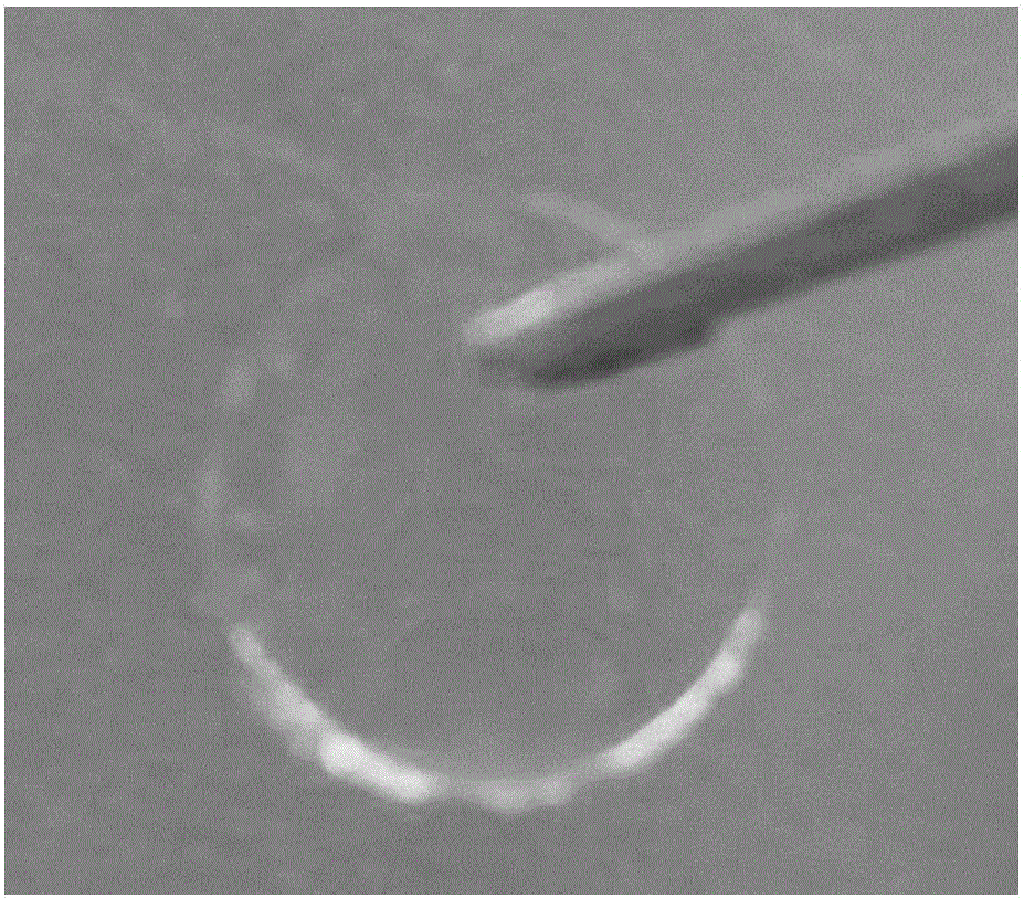 Polyethylene glycol hydrogel material and preparing method thereof