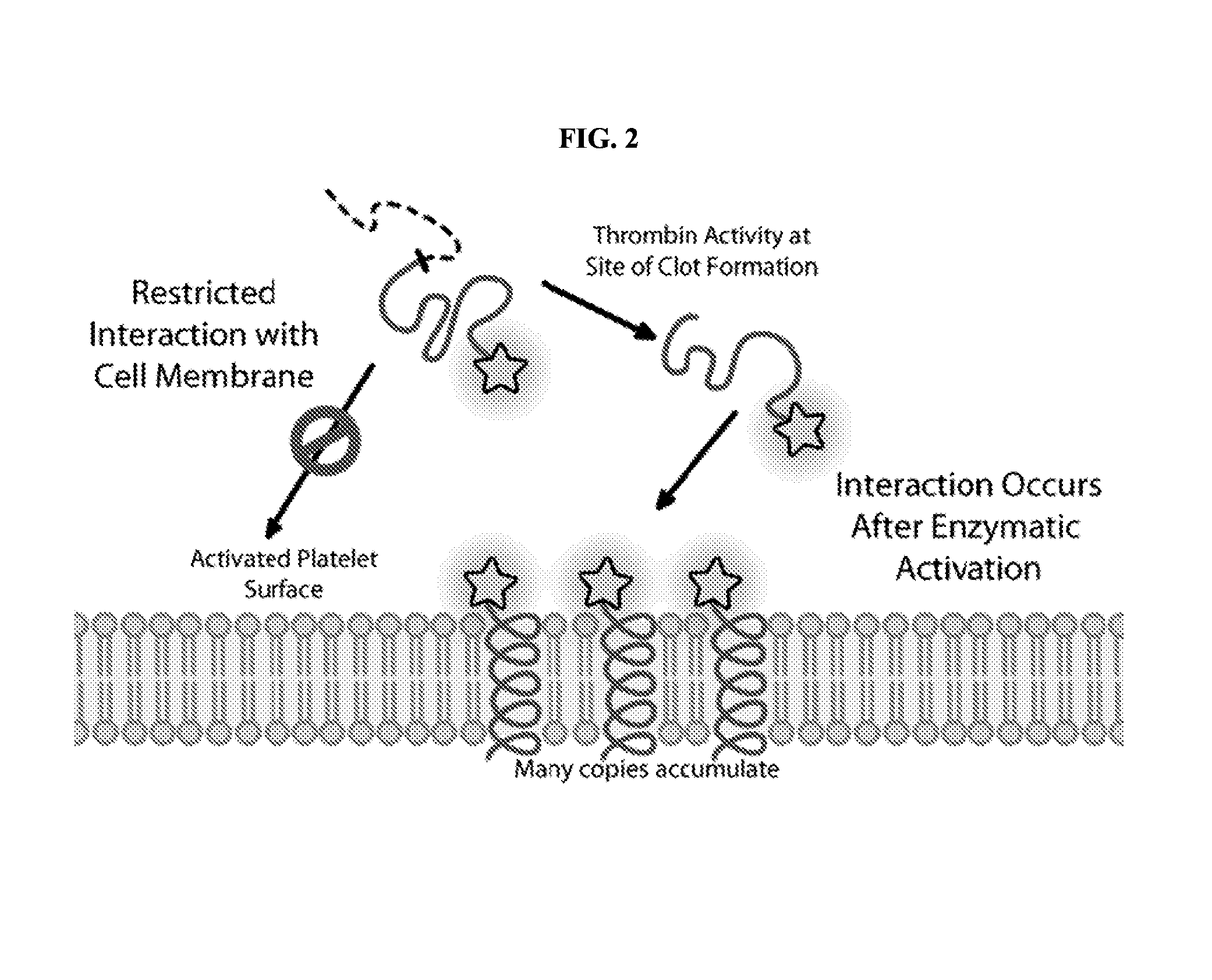 Activatable Membrane-Interacting Peptides and Methods of Use