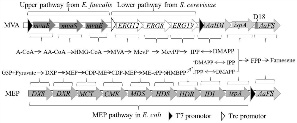 A kind of high-yielding farnesene recombinant bacteria and its construction method and application