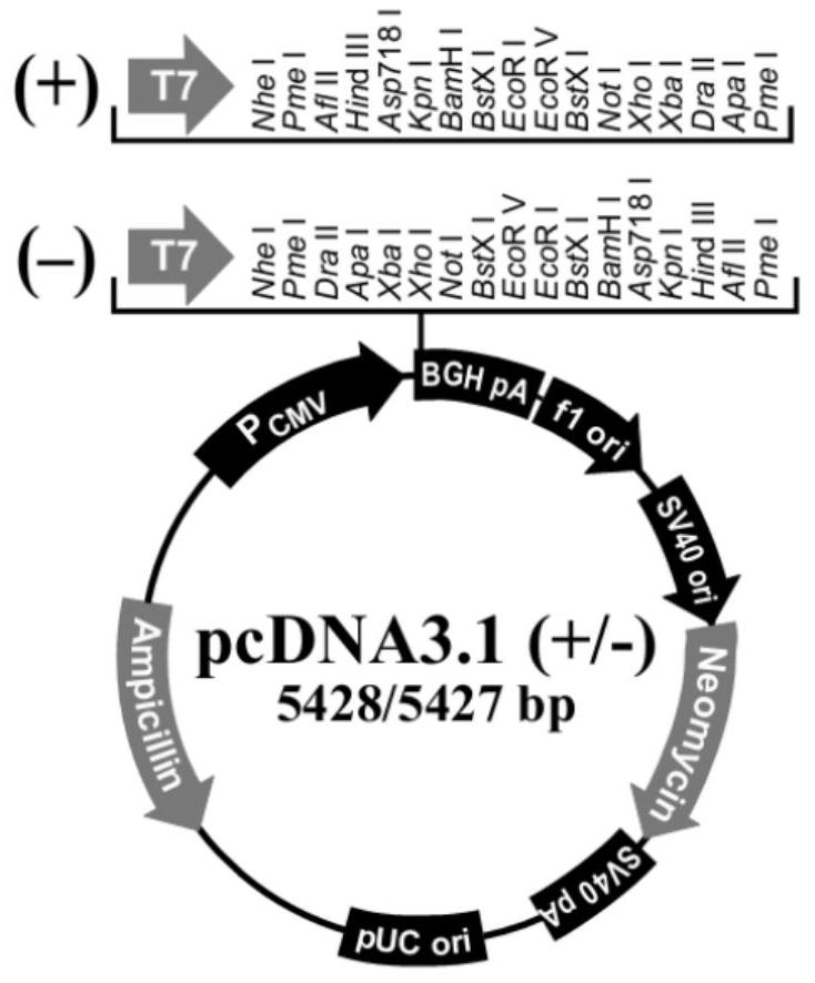 Preparation method of allergen-specific IgE antibody composite quality control product and allergen-specific IgE antibody composite quality control product