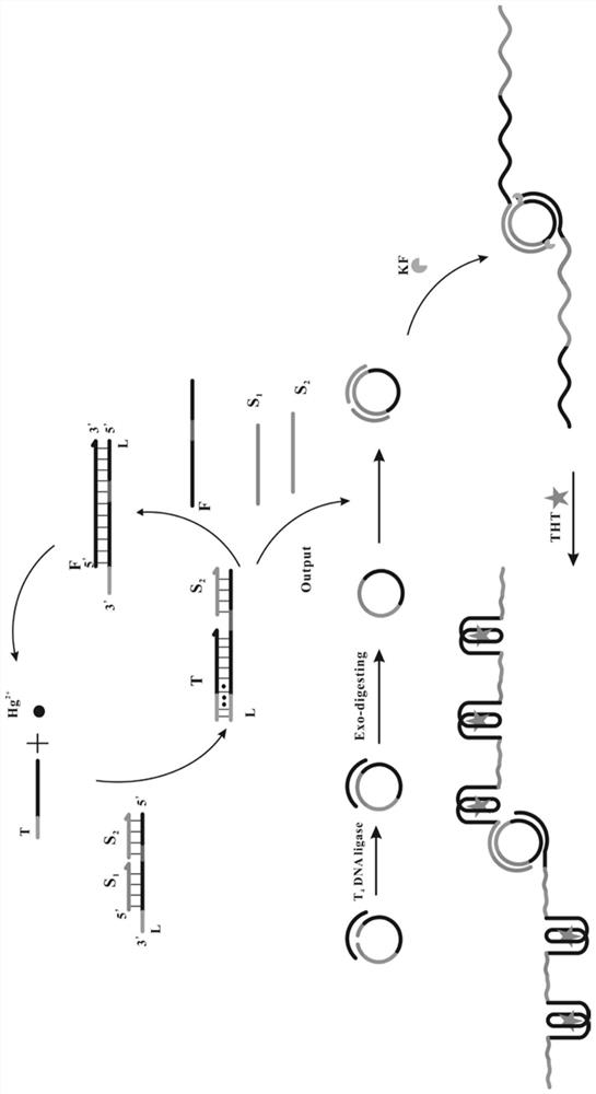 Fluorescent biosensor for detecting mercury ions