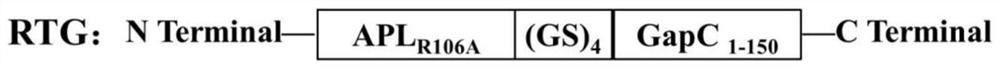 RTG fusion protein capable of enhancing immunogenicity and immune protection effect