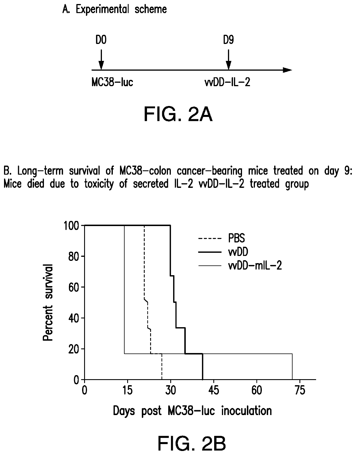 Oncolytic virus therapy