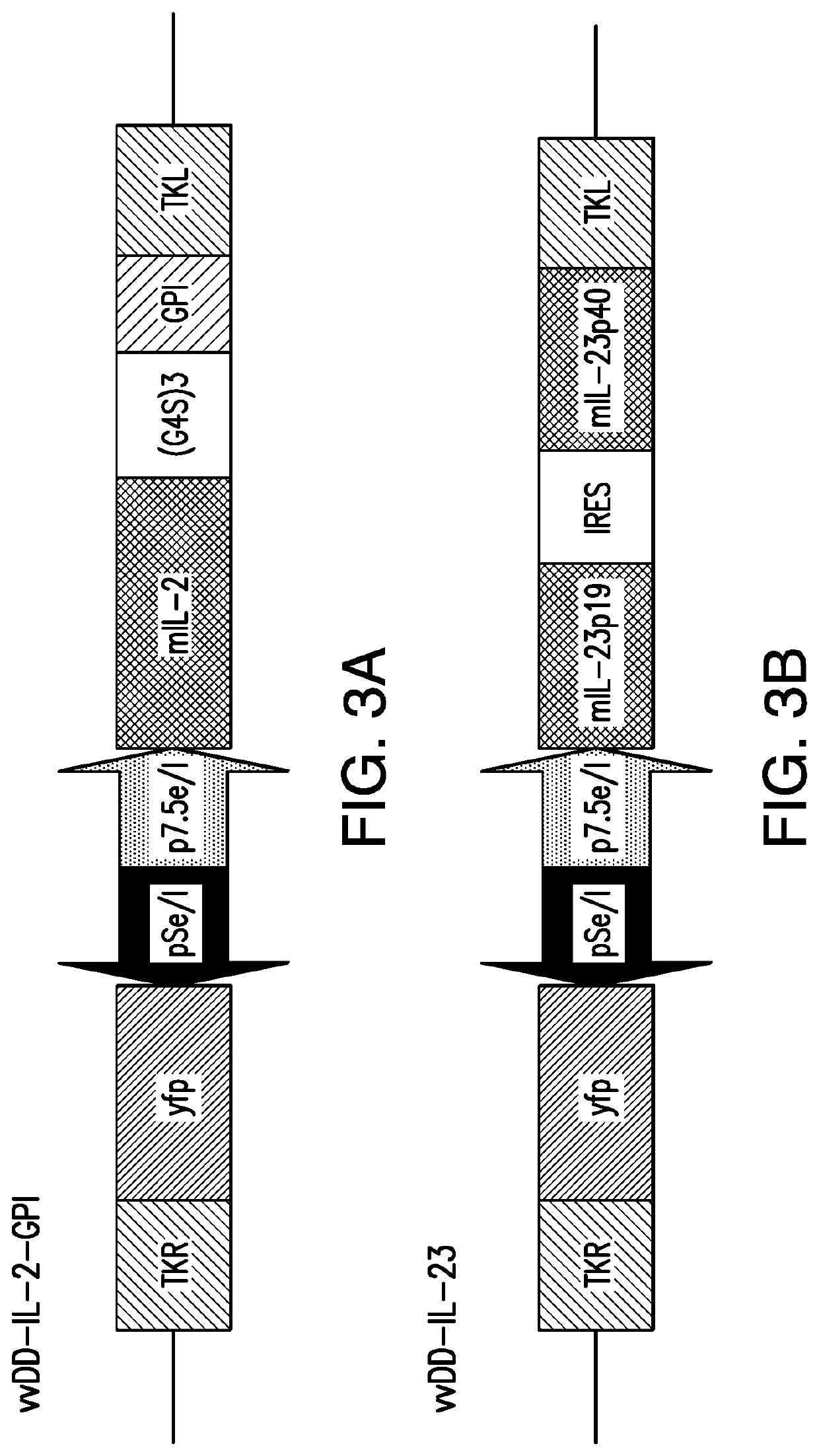 Oncolytic virus therapy