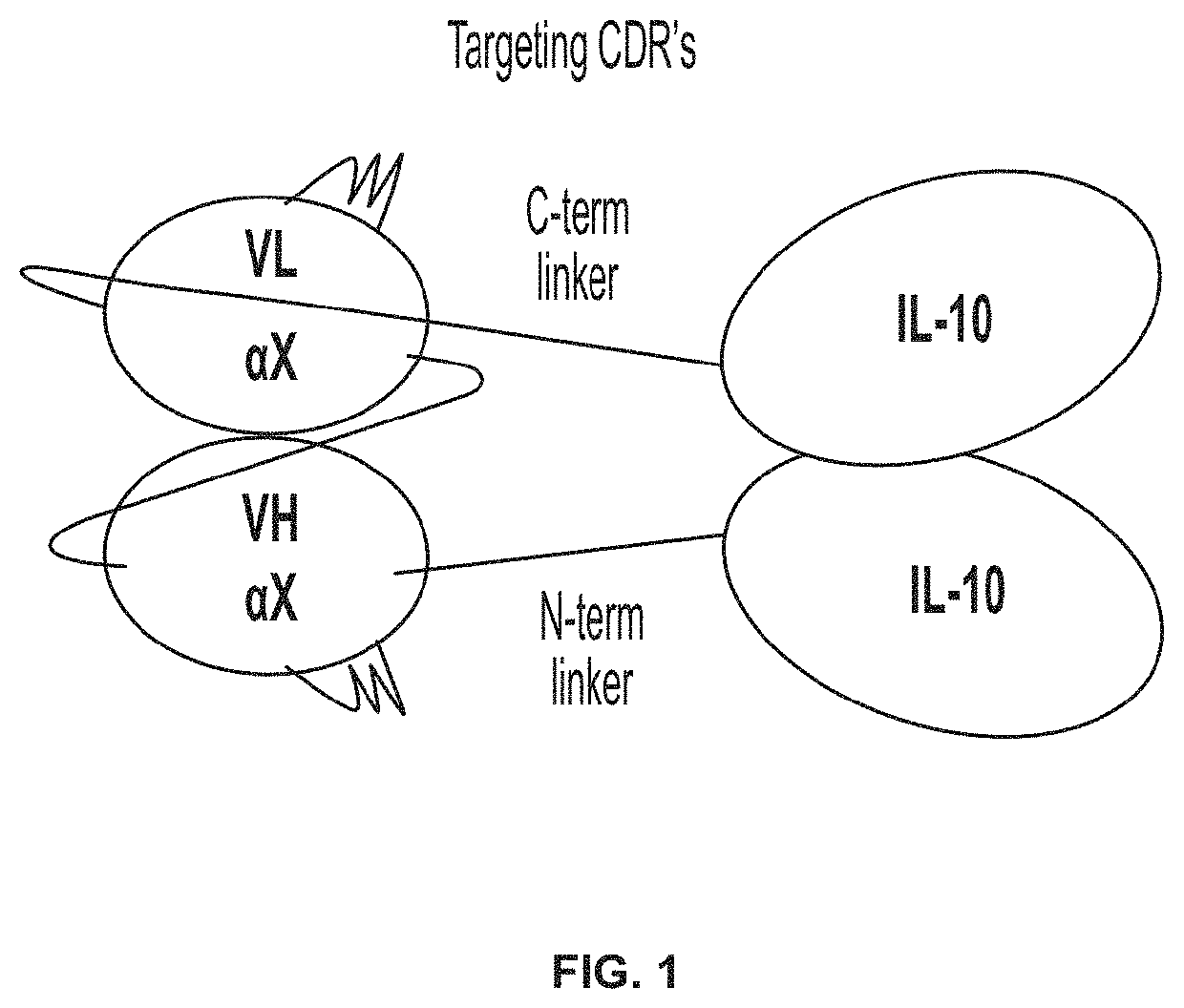 Dual cytokine fusion proteins comprising IL-10