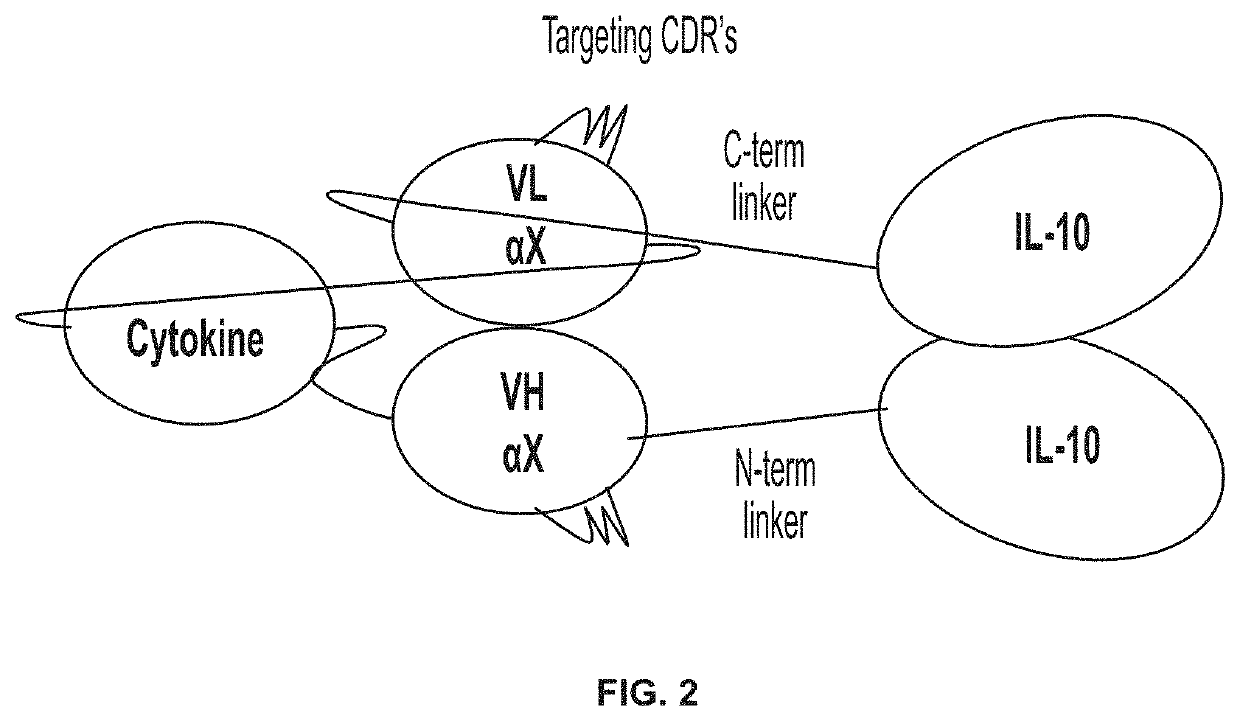 Dual cytokine fusion proteins comprising IL-10