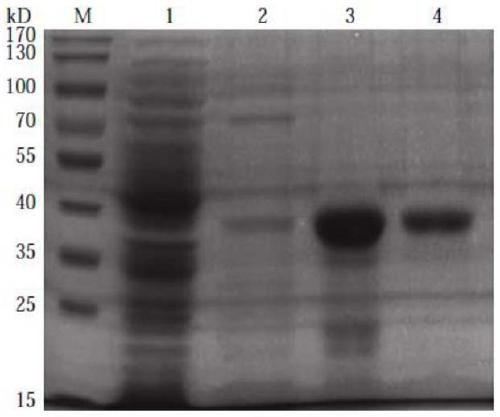 OX40 monoclonal antibody and application thereof