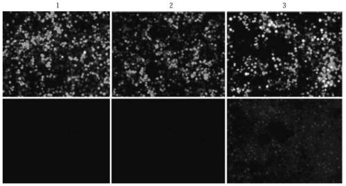 OX40 monoclonal antibody and application thereof