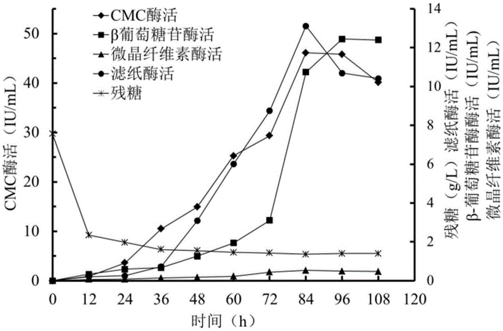 Method for screening cellulase producing strains and method for producing cellulase by means of fermentation