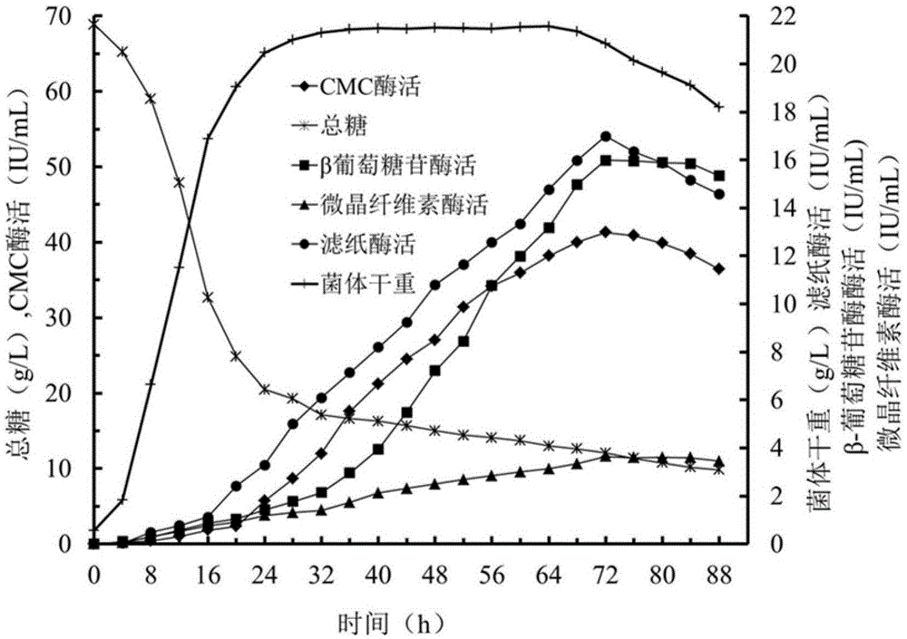 Method for screening cellulase producing strains and method for producing cellulase by means of fermentation