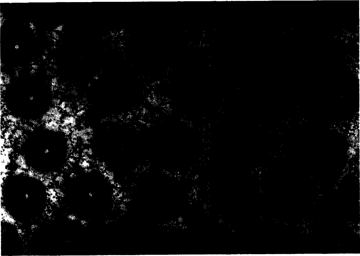 Powder method for preparing continaous SIC fiber reinforced Ti alloy base  composite material