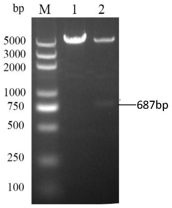 Lyase plyssX609 for lysing Gram-positive bacteria and application thereof