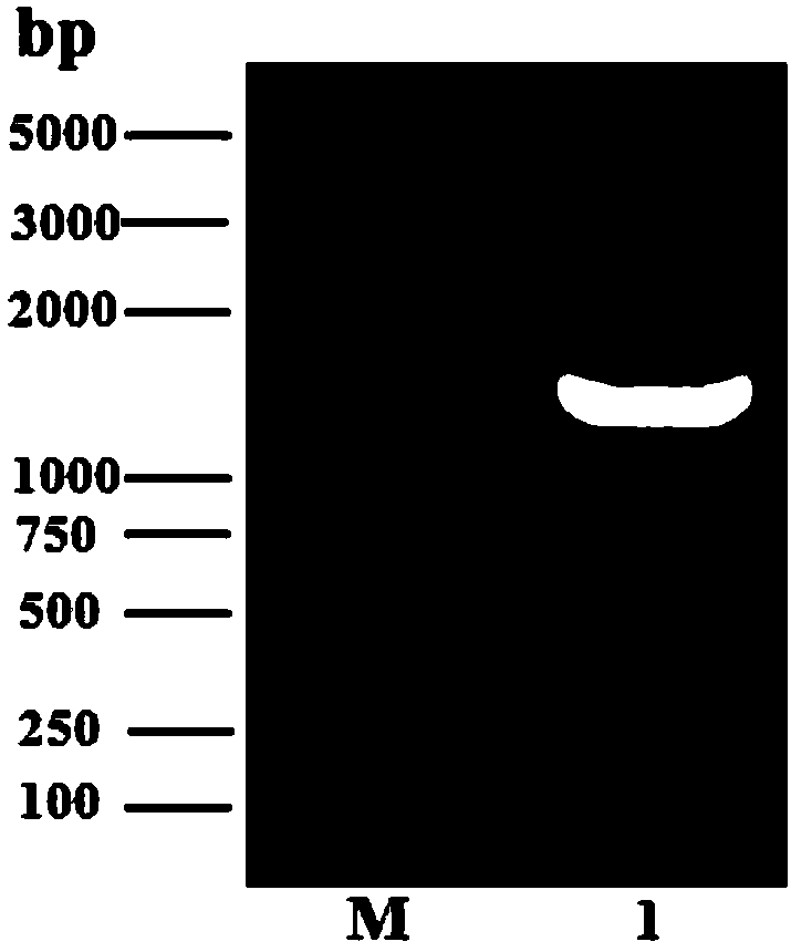 Application of sucrose lethal gene SacB in gene deleted reverse screening marker, and marker-free deleted suicide vector of sucrose lethal gene SacB