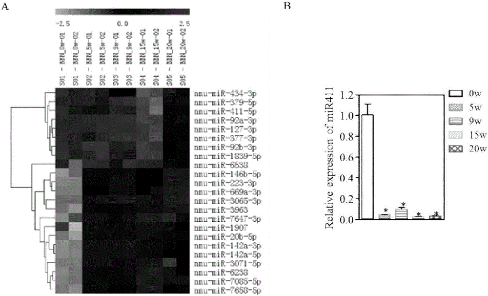 MiR-411 serving as target of bladder cancer and application of miR-411