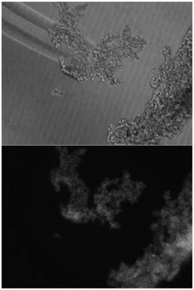 CAR-T cytotoxicity indicating vector